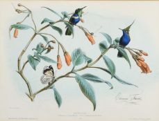 Edouard Travies, A pair of 19th Century hand coloured lithographs of exotic birds, both 9.75" x 13",