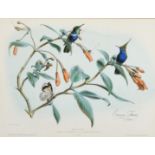 Edouard Travies, A pair of 19th Century hand coloured lithographs of exotic birds, both 9.75" x 13",