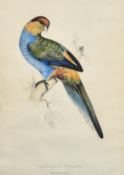 Edward Lear, A 19th Century hand coloured lithograph, A Red-capped Parrakeet', inscription verso,