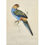 Edward Lear, A 19th Century hand coloured lithograph, A Red-capped Parrakeet', inscription verso,