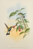 John Gould and H.D. Richter, 19th Century hand coloured lithograph of Humming birds, Sotheran's