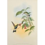 John Gould and H.D. Richter, 19th Century hand coloured lithograph of Humming birds, Sotheran's