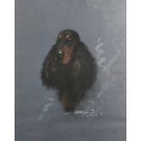 French School, Circa 1955, a pastel head study of a dog, indistinctly signed and dated, 20.5" x 16.