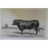 [COWS / CATTLE] Les Races Bovines au Concours Universal Agricolede Paris en 1856 Etudes