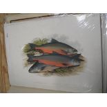 FISH / ANGLING, coll'n of loose colour plates, from Houghton's famous work, etc. (Q).