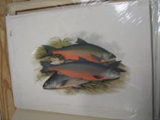 FISH / ANGLING, coll'n of loose colour plates, from Houghton's famous work, etc. (Q).