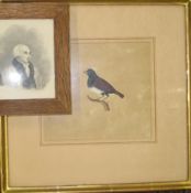 INDIA: Original Indian school gouache / watercolour of an Indian bird, framed. With a small,