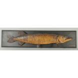 A LARGE STUFFED AND MOUNTED PIKE SPECIMEN. FISH 3ft 4ins long.