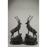 AFTER JULES MOIGNIEZ A LARGE PAIR OF BRONZE STAGS. Signed on an oval marble base. 29ins high.