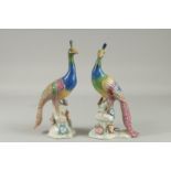 A PAIR OFSEVRES DESIGN PEACOCKS on flower encrusted bases. 12ins high.