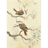 Robin Hill (b. 1932) Australian, 'Kookaburras', a group of three birds, watercolour and gouache,