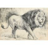 Raoul Millais, 'Saved', study of a lion, charcoal, signed andinscribed, 6.75" x 9.75", (17.5x25cm).