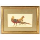 Two pheasants standing, watercolour and feathers, initialed A.C.P and dated 2001, 4.75" x 9", (