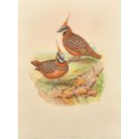 Elizabeth and John Gould, ' Lophophaps Ferruginea', hand coloured lithograph, 18.75" x 13.75", (47.