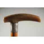 A VICTORIAN RHINO HORN HANDLE WALKING CANE with silver band. Birmingham.