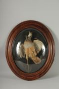A 19TH CENTURY FRAMED AND GLAZED TAXIDERMY red legged partridge. By LA MAISON LEDOT. Frame 24ins x