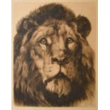 Herbert Dicksee, The head of a Lion, etching, (large plate), signed in pencil, 23.25" x 18.25", (