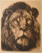 Herbert Dicksee, The head of a Lion, etching, (large plate), signed in pencil, 23.25" x 18.25", (