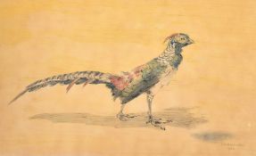 Sydney Edwin Huxtable (1905-1990), Study of an exotic bird, watercolour and pen, signed and dated