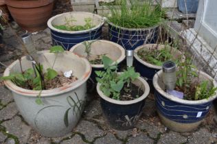 Seven various glazed plant pots.