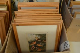 A group of uniformly framed and glazed prints depicting ornithological subjects.