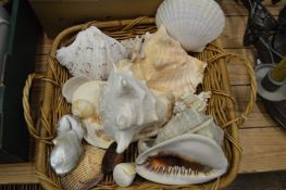 A collection of conch and other sea shells.