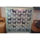 In the manner of Damien Hirst, Butterflies, colour print.