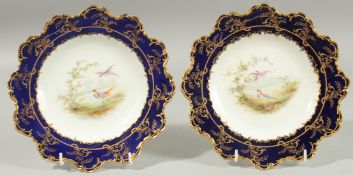 A PAIR OF ROYAL CROWN DERBY PLATES with moulded border, gilt on cobalt blue, the centres painted