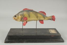 A TAXDERMY FISH on a collection stand. 8.5ins long.