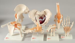 A CASE OF SEVEN PLASTIC MEDICAL TRAINING, BODY JOINTS.
