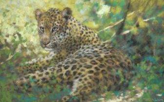 Joel Kirk (b. 1948), a leopard reclining, pastel, signed, 12" x 18.5" (30 x 47cm).