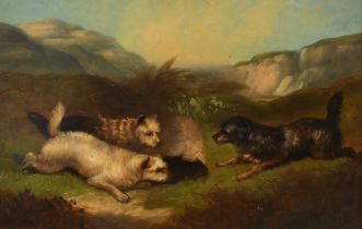 19th Century English School, a scene of three terriers hunting for rabbits, oil on canvas, 8" x