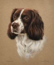 Kate Brooks, 20th Century, 'Hector' a study of a Springer Spaniel, pastel, signed and inscribed, 12"