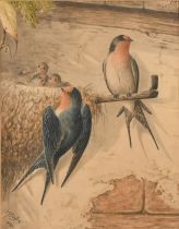 Neville Cayley (1853-1903), swallows feeding their young, watercolour, signed and dated 1891, 5.5" x