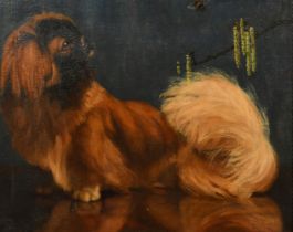 Gabriel Blair, (19th / 20th Century), 'Siouxsie', a Pekingese, oil on canvas, signed, 16" x 20" (