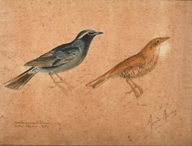 19th Century French School, a half scale study of two birds, watercolour, indistinctly signed and