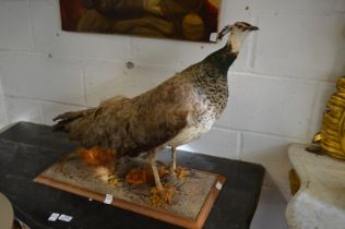 A stuffed and mounted peacock.