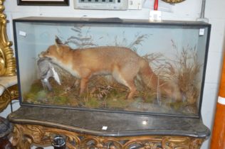 A stuffed and mounted fox holding a pigeon in its mouth in a display case with naturalistic