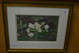 Jerry Kennish, Wild Primroses, watercolour.