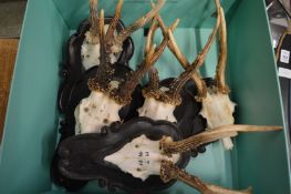 A collection of antler trophies on shield shaped plaques.