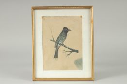 AN INDIAN COMPANY SCHOOL PAINTING OF A BIRD, framed and glazed, image 19.5cm x 14.5cm.