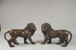 A PAIR OF BRONZE STANDING LIONS. 12ins long.