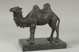 A BRONZE DOUBLE HUMP BACK CAMEL. 7ins high on a black marble base.