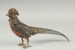 A GOOD COLD PAINTED BRONZE PHEASANT. 11ins long, 6ins high.