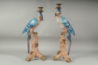 A GOOD PAIR OF BLUE PORCELAIN PARAKEET CANDLESTICKS with gilt metal candle holders, standing on a