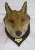 Rowland Ward Piccadilly London - taxidermy fox head on shield shaped wooden plaque and name tag 'The