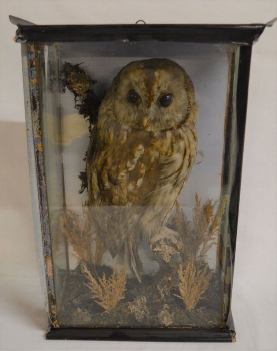 Vintage cased taxidermy owl. Case size 45cm by 29cm by 16cm