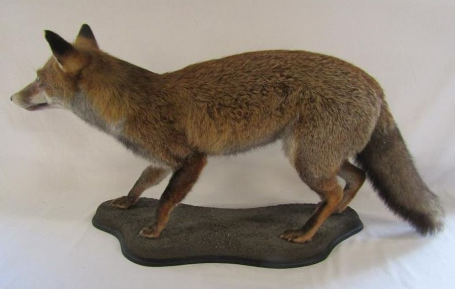 Taxidermy fox - advised preserved by local professional taxidermist William Hales - approx. 41" - Image 4 of 6