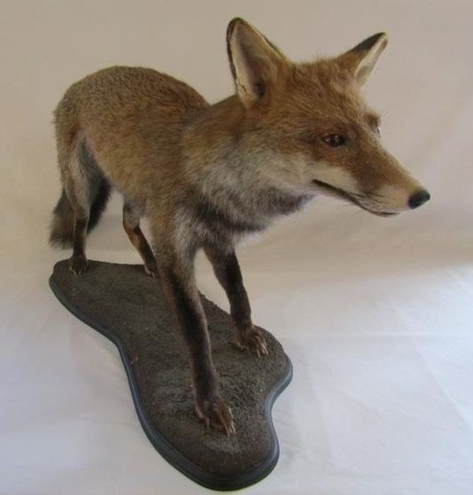 Taxidermy fox - advised preserved by local professional taxidermist William Hales - approx. 41" - Image 2 of 6