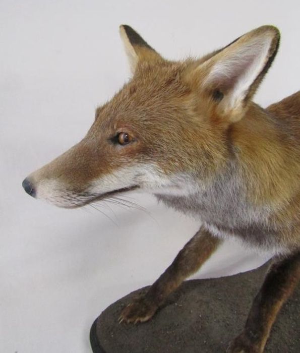 Taxidermy fox - advised preserved by local professional taxidermist William Hales - approx. 41" - Image 5 of 6